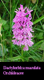 Orchidea Dactylorhiza maculata Orchidea Dactylorhiza maculata