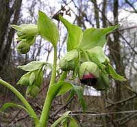 Helleborus foetidus