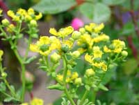 Fiori di ruta