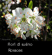 Fiori di susino