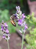 fiore di Lavanda con un'ape