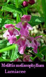 fiori di Erba Limona/Bocca di lupo