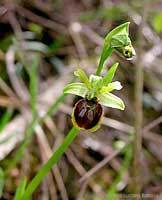 Orchidea Ophrys sphegodes