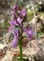 Dactylorhiza romana Dactylorhiza romana