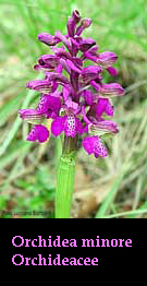 Orchidea minore