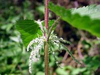 Fiore di ortica