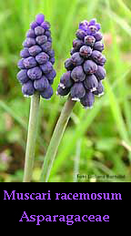 Fiore Muscari - Muscari racemosum