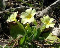 Primula vulgaris