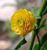 Ranuncolo giallo dal fiore doppi petali