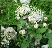 pigamo giallo - Thalictrum aquilegifolium