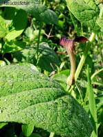 Aristol�chia tonda