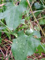 Il frutto di Aristolochia assomiglia ad un fico