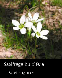 Saxifraga bulbifera