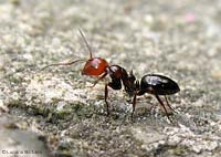 Camponotus lateralis