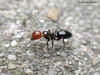 Camponotus lateralis