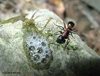 Camponotus ligniperda