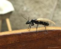 Regina alata di Camponotus sp.