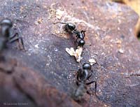 Camponotus che curano le uova