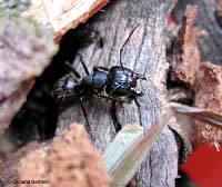 Formica Camponotus vagus con grosse mandibole