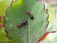 Camponotus lateralis formica dal capo rosso