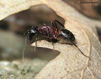 Camponotus ligniperda
