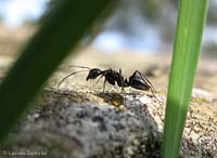 Formica camponotus sp.