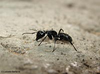 Formica nera Camponotus sp.