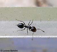 Formica Crematogaster sp. nera