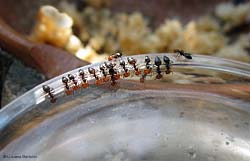 Formiche Crematogaster scutellaris che si dissetano in fila