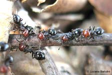 Formiche Crematogaster scutellaris