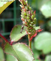 Macrosiphum rosae