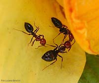gruppo di formiche Camponotus lateralis