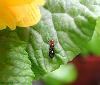 formica Camponotus lateralis