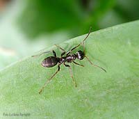 Formica nera