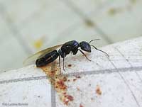 Formica Camponotus sp. con le ali