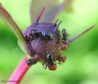 Formiche Camponotus lateralis su un bocciolo