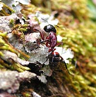 Camponotus ligniperda
