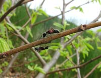Camponotus ligniperda