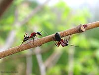 Camponotus ligniperda su un ramo
