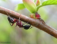 Camponotus ligniperda