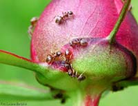 Lasius sp. su un fiore di Peonia