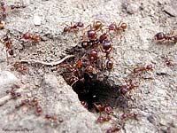 Messor rufitarsis all'ingrasso del formicaio