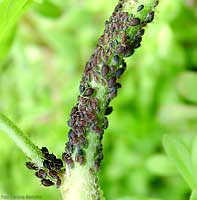 Aphis fabae gli afidi di colore nero