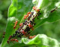 Formiche Myrmica rubra che curano una colonia di pidocchi neri 