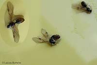 formiche alate morte nell'acqua
