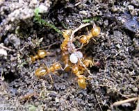 Formiche chiare Lasius flavus