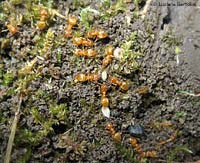 Lasius sp. formiche chiare
