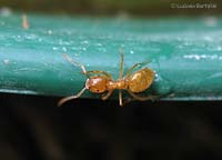 Lasius flavus