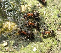 Formica Lasius emarginatus