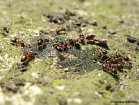 Formica Lasius emarginatus che si dissetono